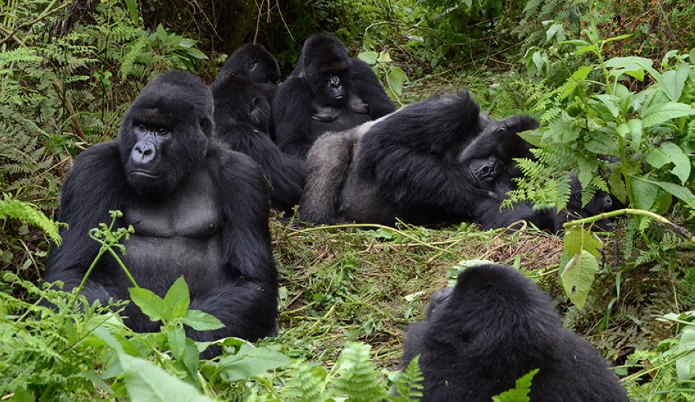 Mountain gorillas in Volcanoes National Park. RDB announced that revenue generated from gorilla trekking in Volcanoes National Park amounted to $11 million  within the first six months of 2022.Sam Ngendahimana