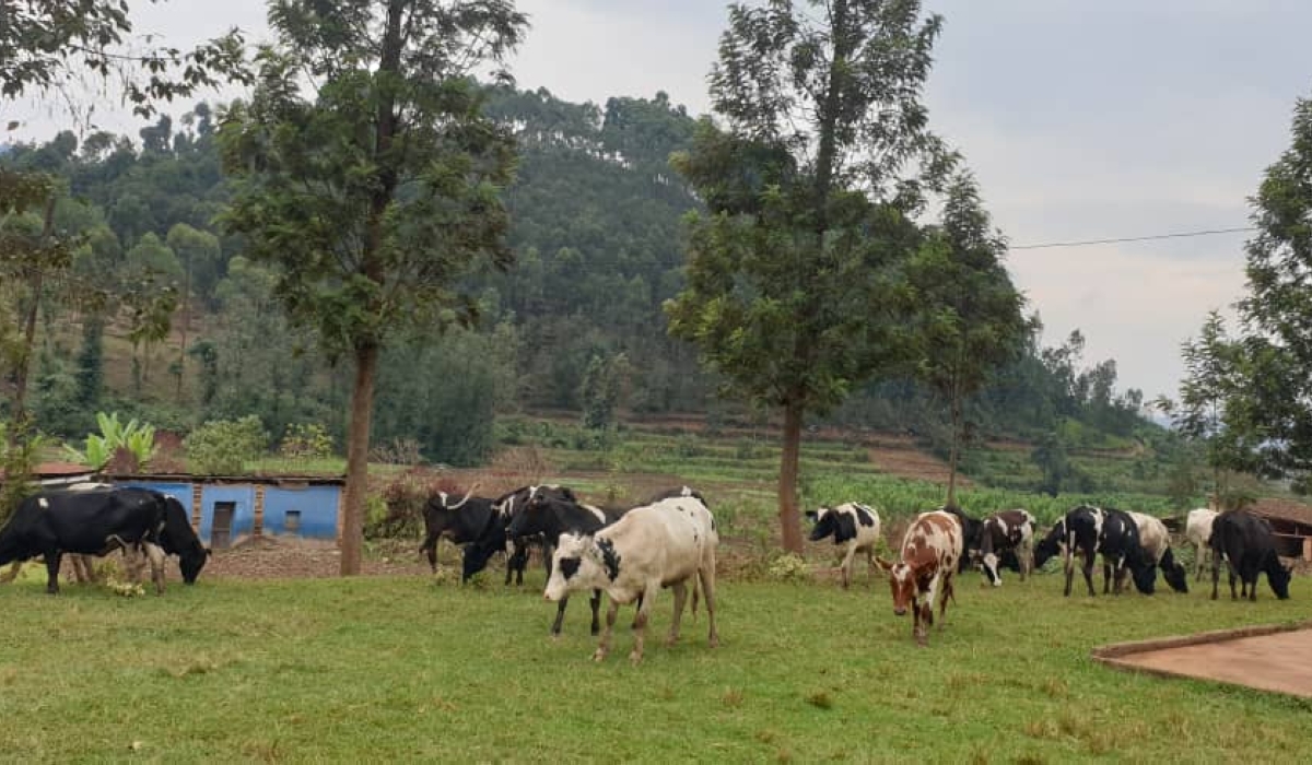 Twenty cows were donated to vulnerable families in Burera District, Northern Province  on Thursday, August 18, donated.