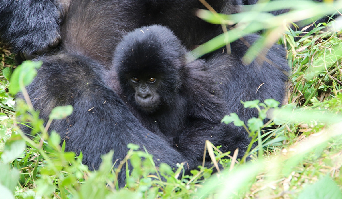 A total of 20 baby gorillas will be given names at the 2022 gorilla naming ceremony, commonly known as Kwita Izina, on September 2. Photo by Dan Nsengiyumva