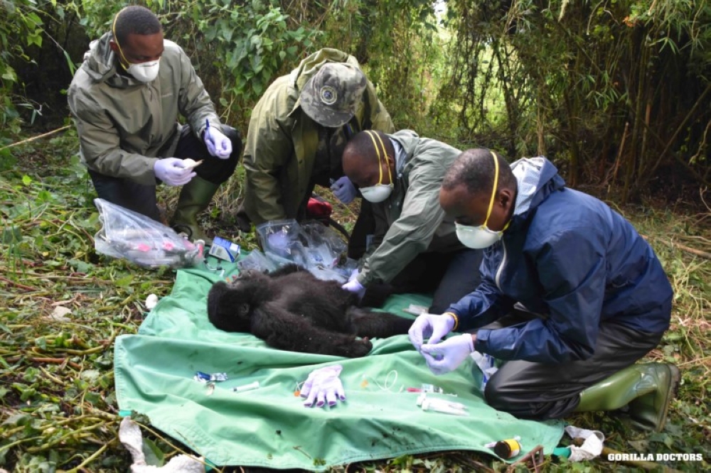 Gorilla doctors during a medical treatment exercise in the volcanoes national park. Courtesy