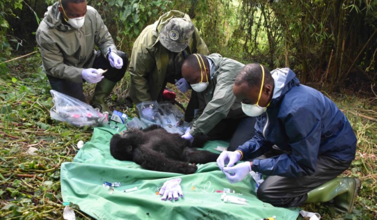Gorilla doctors during a medical treatment exercise in the volcanoes national park. Courtesy