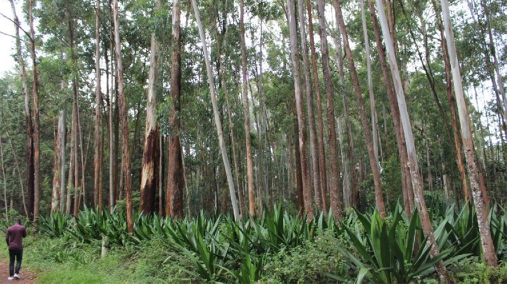 Eucalyptus is one of the tree species selected to boost the wood industry. Photo: File.