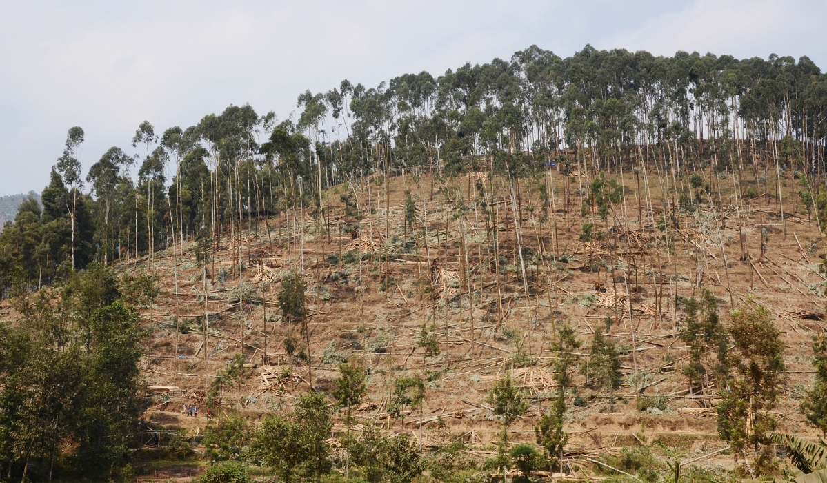 A segment of a forest that was reported to be harvested prematurely in Gakenke District. Photo: Sam Ngendahimana.
