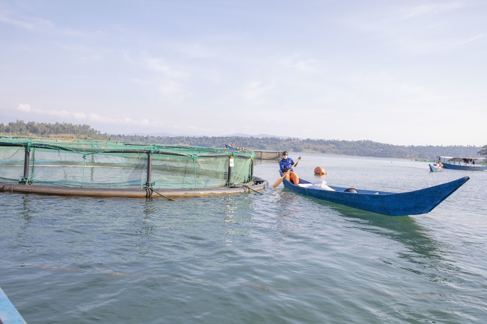 Fishermen work in a fish farm in Lake Kivu in Karongi District on May 27, 2020. Fishermen report a drastic decline in sardine fish species production in the past three years. According to Rwanda Agricultural Board, fish production in Lake Kivu decreased from 24,199 tonnes in 2017/18 to 17,296 tonnes in 2018/19 before plunging further to 16,194 tonnes in the 2019/2020 fiscal year. / Photo: File