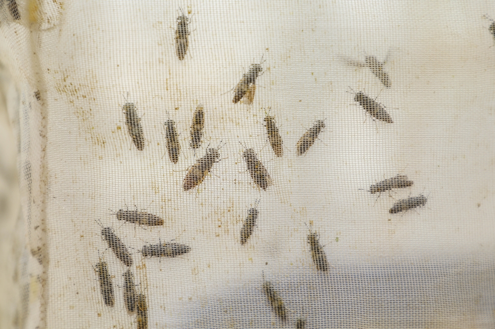 Some insects at  the first commercial plant for insect-based animal feed in Rwanda in Bugesera District on September 5.