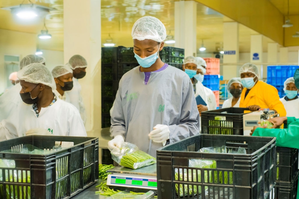 Workers sort and package French beans at a packhouse. IDH helps horticulture exporters to build infrastructures for proper handling of fresh produce. (Courtesy).