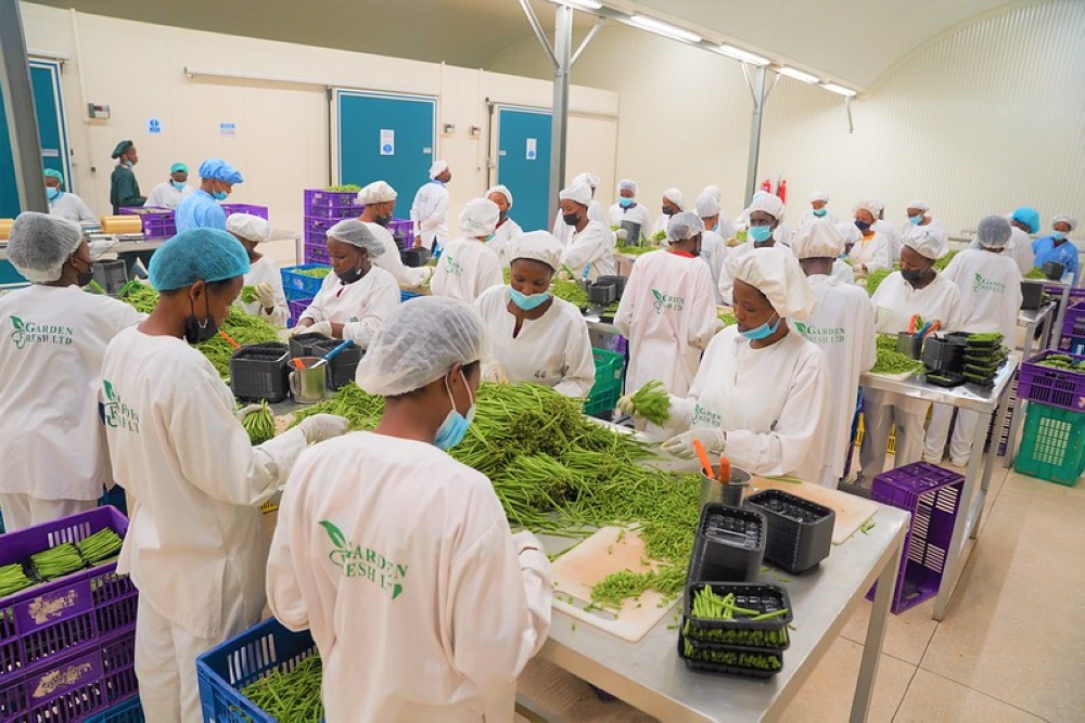 Workers sort fresh green bean for export at the newly inaugurated  Rwanda’s first privately owned packhouse  located in the Prime Economic Zone in Masoro on September 8. All photos by Craish Bahizi