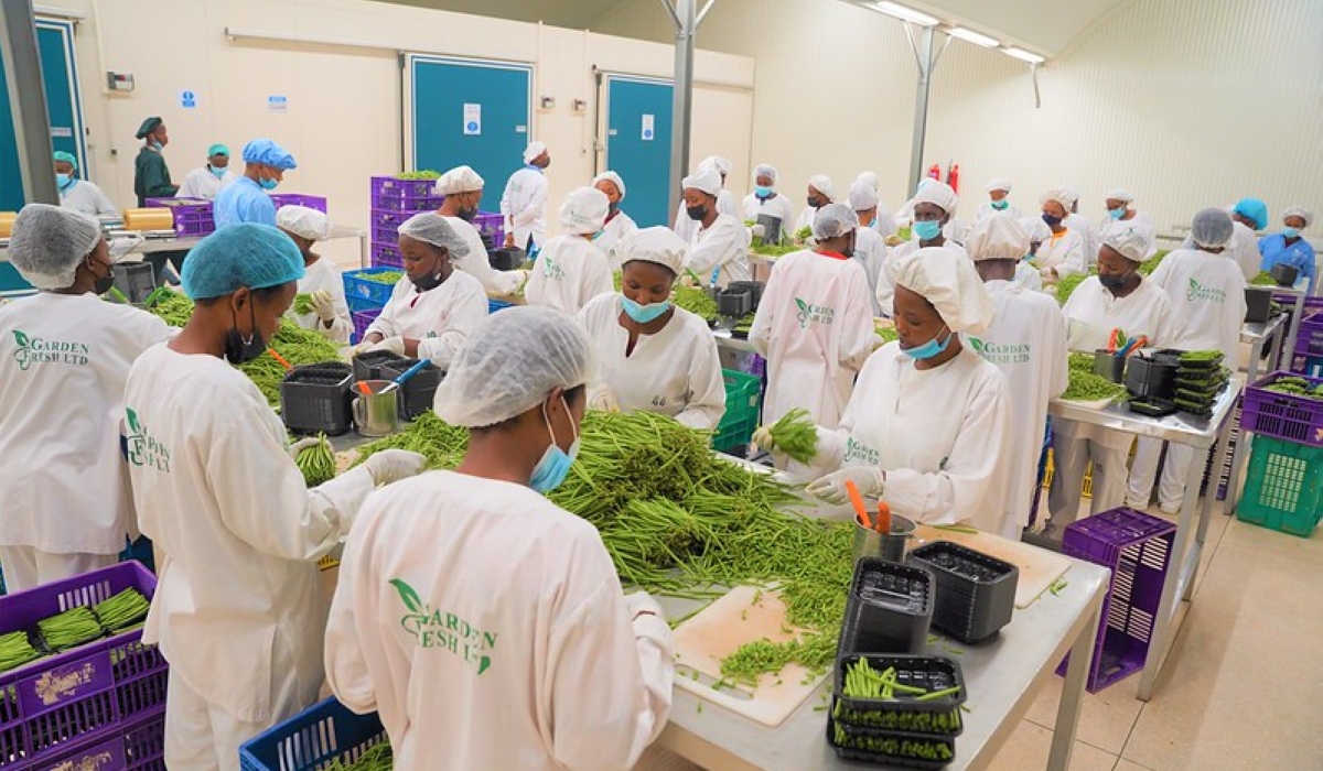 Workers sort fresh green bean for export at the newly inaugurated  Rwanda’s first privately owned packhouse  located in the Prime Economic Zone in Masoro on September 8. All photos by Craish Bahizi