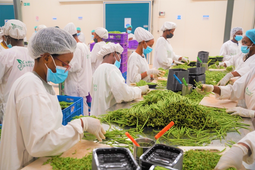 Workers sort fresh green beans for export at the newly inaugurated Rwanda’s first privately owned packhouse at Kigali Special Economic Zone in Masoro on September 8. Photo by Craish Bahizi