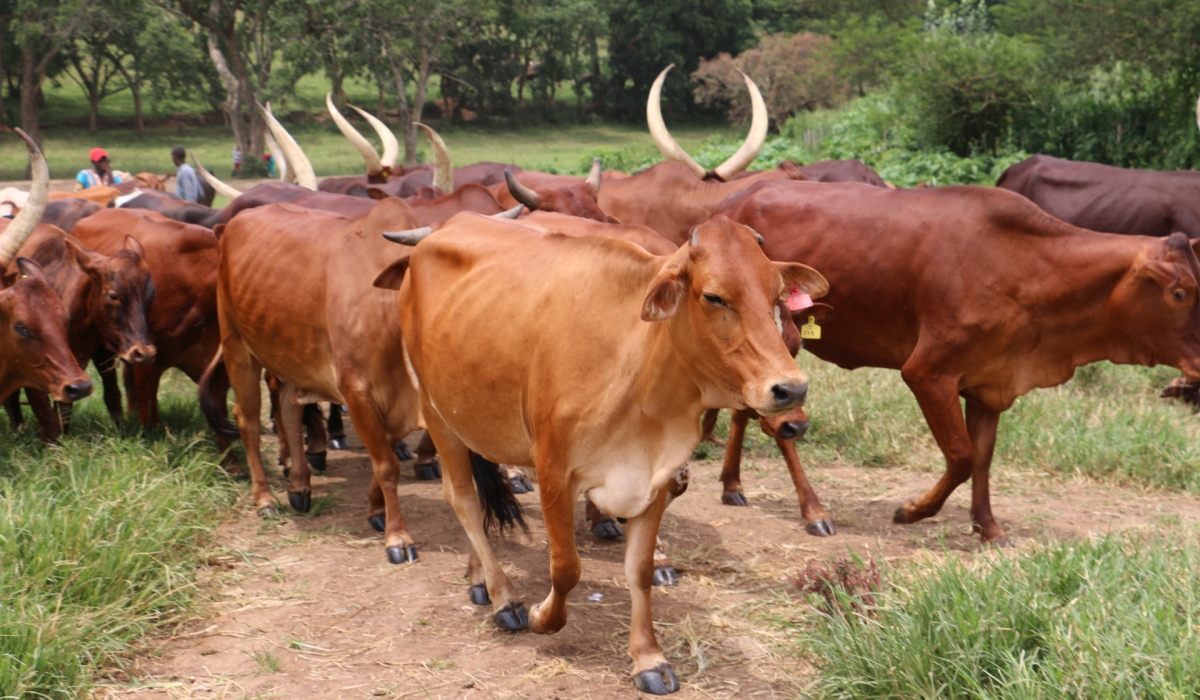 Cattle breeding at Gako meat project that covering 6,000 hectares in Bugesera District. / File