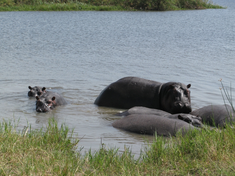 Hippos in Akagera National Park. / Photo: K Deme/Flickr