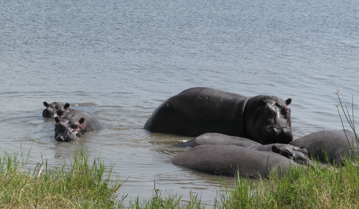 Hippos in Akagera National Park. / Photo: K Deme/Flickr