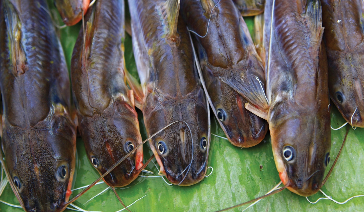  Catfish is an excellent source of vitamin D, which isn’t found in too many foods naturally. Net photo.