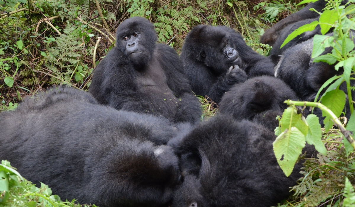 Rwanda mountain gorillas of Susa group in Volcanoes National Park. / Sam Ngendahimana