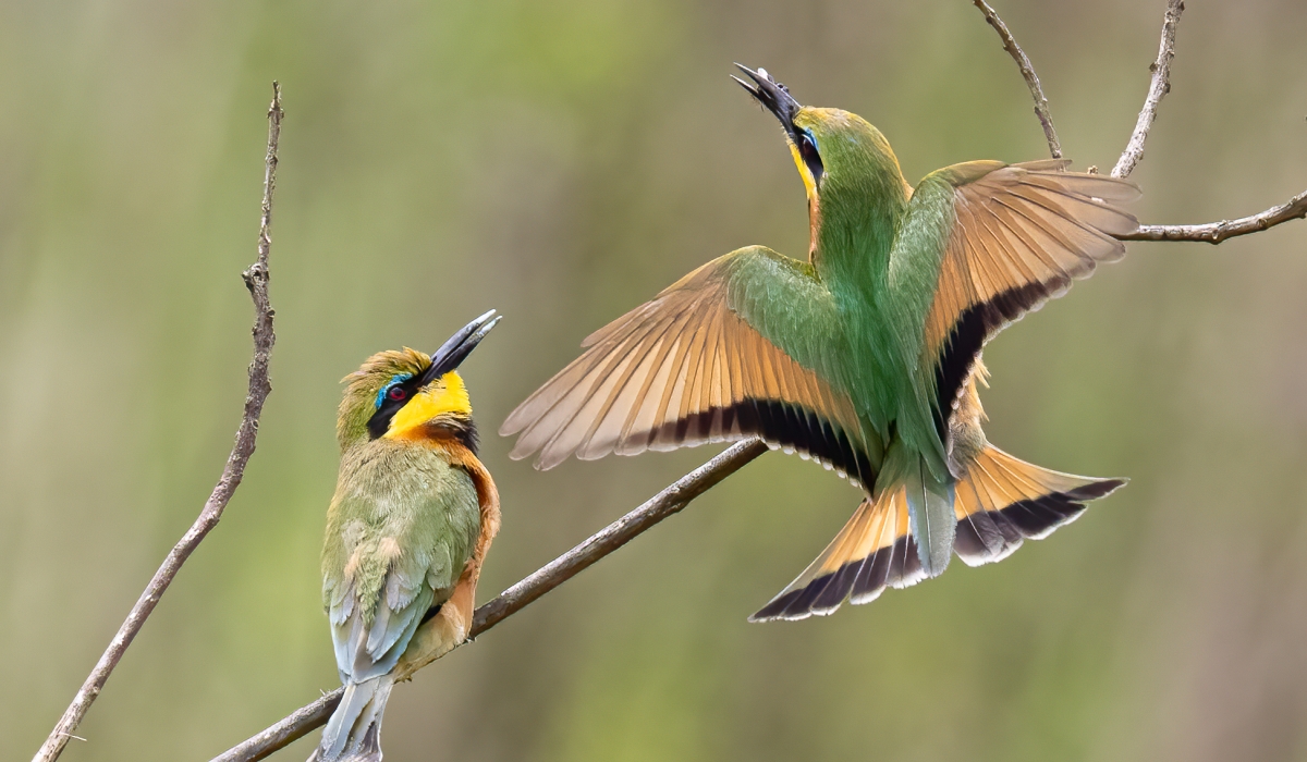 2 Little Bee-eaters, photographed at Kigali Golf Club