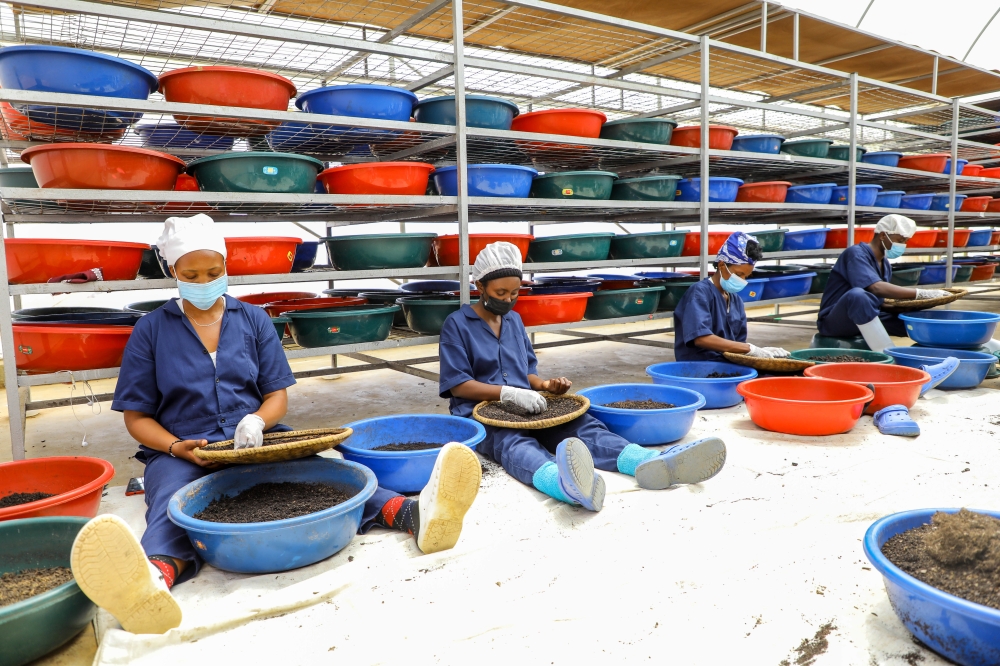 Workers sort some insects at  the first commercial plant for insect-based animal feed in Rwanda in Bugesera District on September 5. Dan Nsengiyumva.