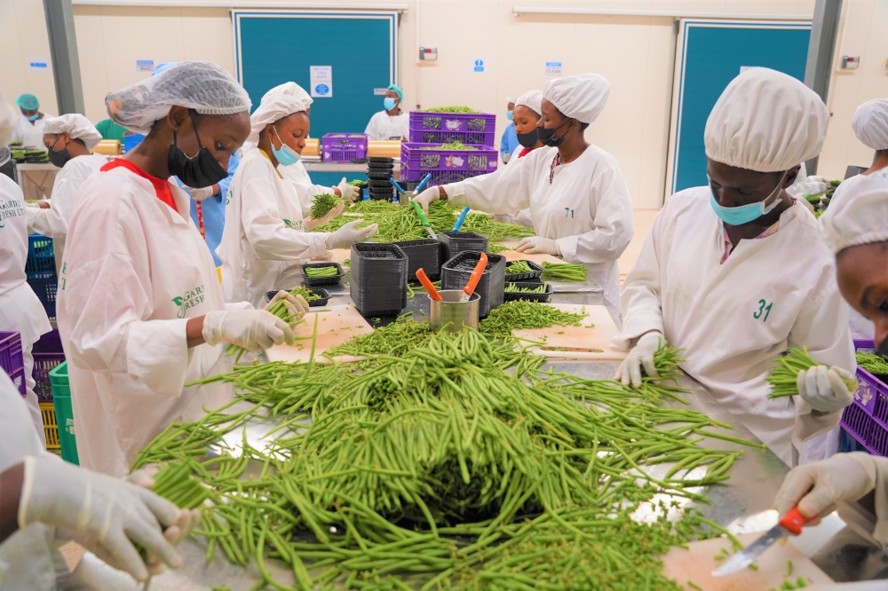 Workers sort fresh green beans for export at the newly inaugurated packhouse at Kigali Special Economic Zone in Masoro on September 8. Rwanda’s private sector have been urged to leverage the AfCFTA to expand their businesses beyond the EAC market. Photo by Craish Bahizi