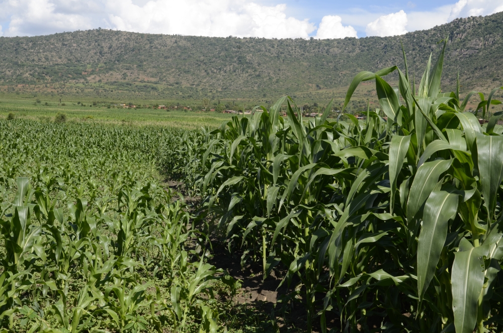 A view of a maize plantation in Eastern Province. / Sam Ngendahimana