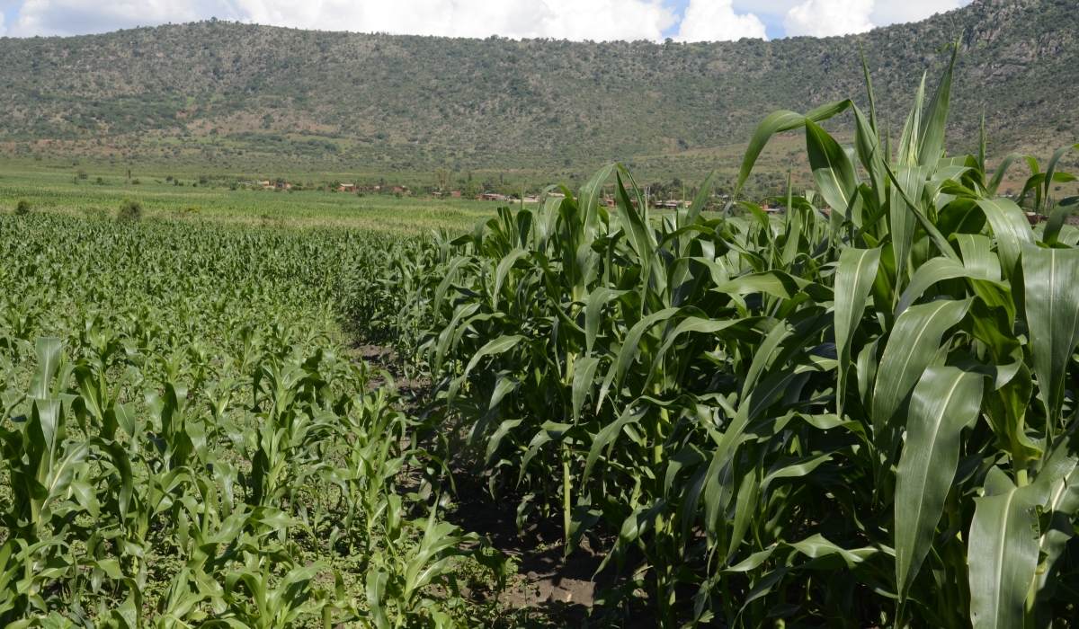 A view of a maize plantation in Eastern Province. / Sam Ngendahimana