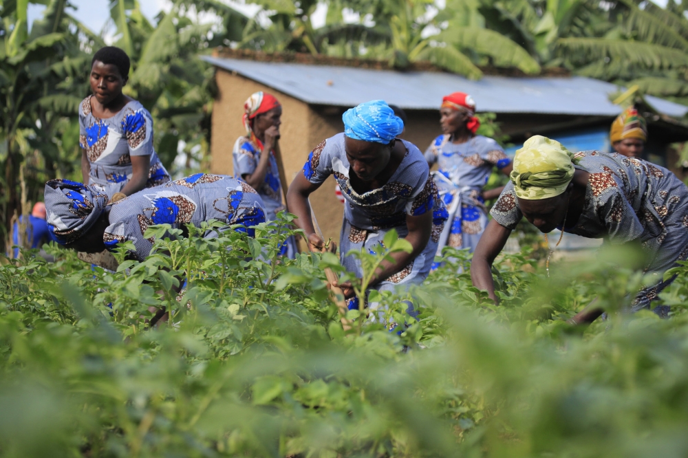 Women in Tuzamurane Cooperative work in their potato plantation in Musanze District. Targeted project beneficiaries are farmers, farmers’ cooperatives and micro small and medium sized agri-enterprises. / Photo: Sam Ngendahimana
