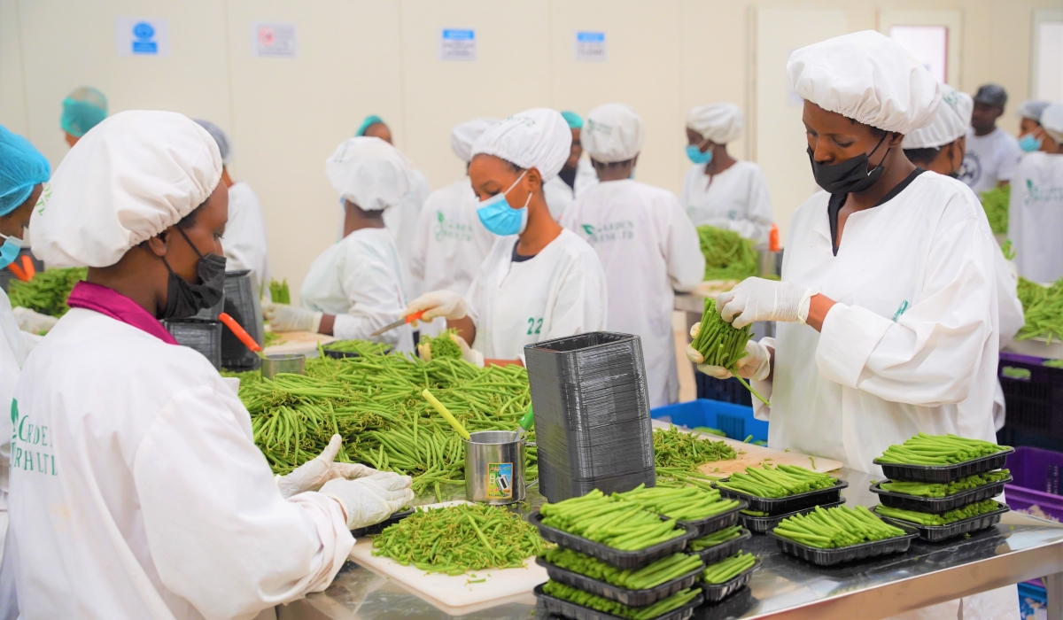 Workers packaging fresh green beans for export at Garden Fresh  Packhouse at Kigali Special Economic Zone. Rwandans exporting products to European countries are incurring losses as a result of the declining value of the euro and the British pound. / Photo: Craish Bahizi