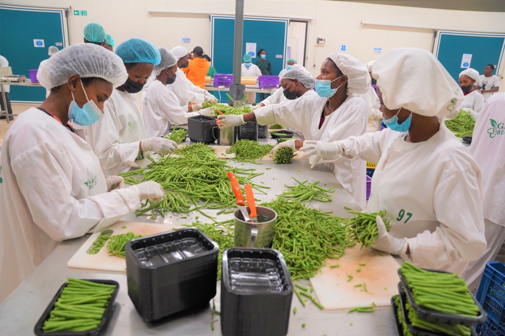 Workers packaging fresh green beans for export at Garden Fresh Packhouse at Kigali Special Economic Zone. Photo by Craish Bahizi.