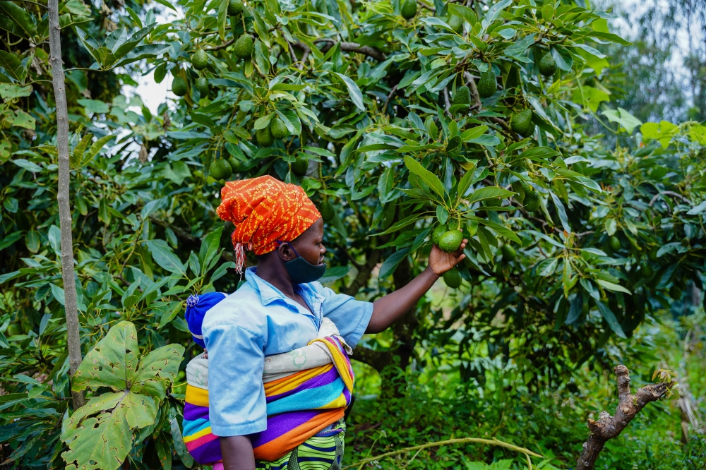 A woman sorts her fruits plantation in the garden in Nyamagabe District on April 29, 2022. Dan Nsengiyumva