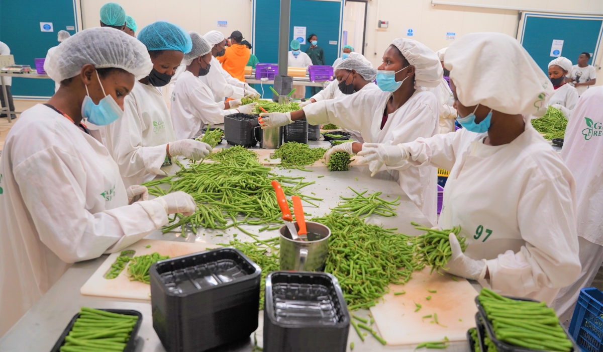 Workers packaging fresh green beans for export at Garden Fresh Packhouse at Kigali Special Economic Zone. Photo by Craish Bahizi.