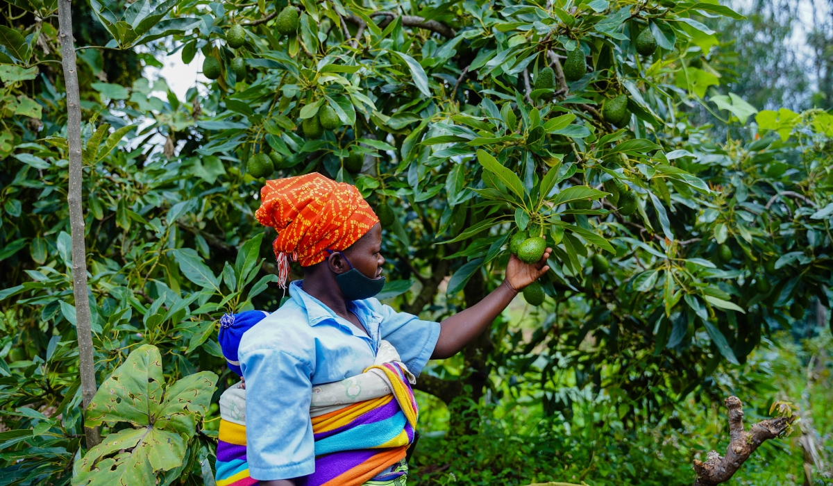A woman sorts her fruits plantation in the garden in Nyamagabe District on April 29, 2022. Dan Nsengiyumva