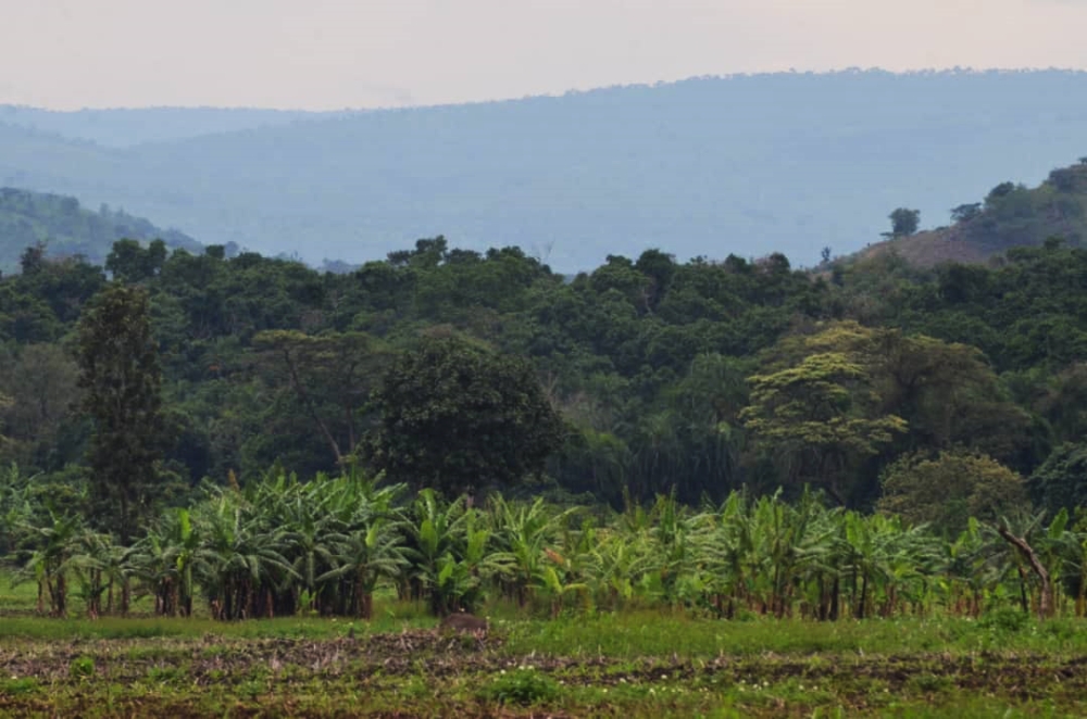 The newly restored Ibanda-Makera forest, a 169-hectare natural forest of varied natural trees in a marshland connected to River Akagera. / Photo: Courtesy