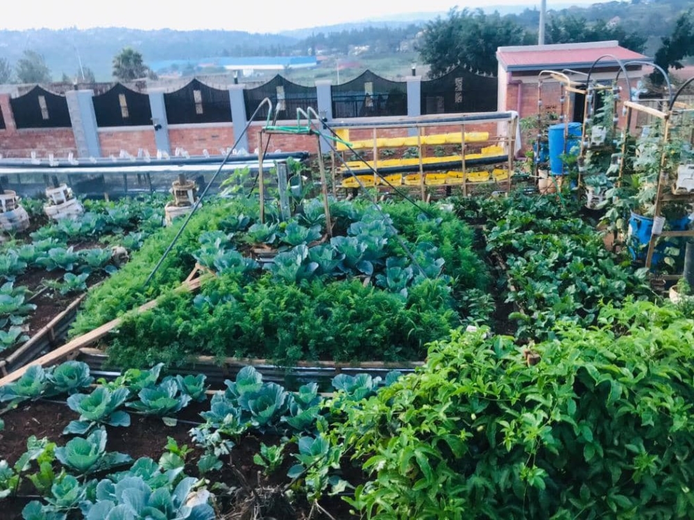  One of the food gardens Kabagambe established in Masaka, in Kigali .
