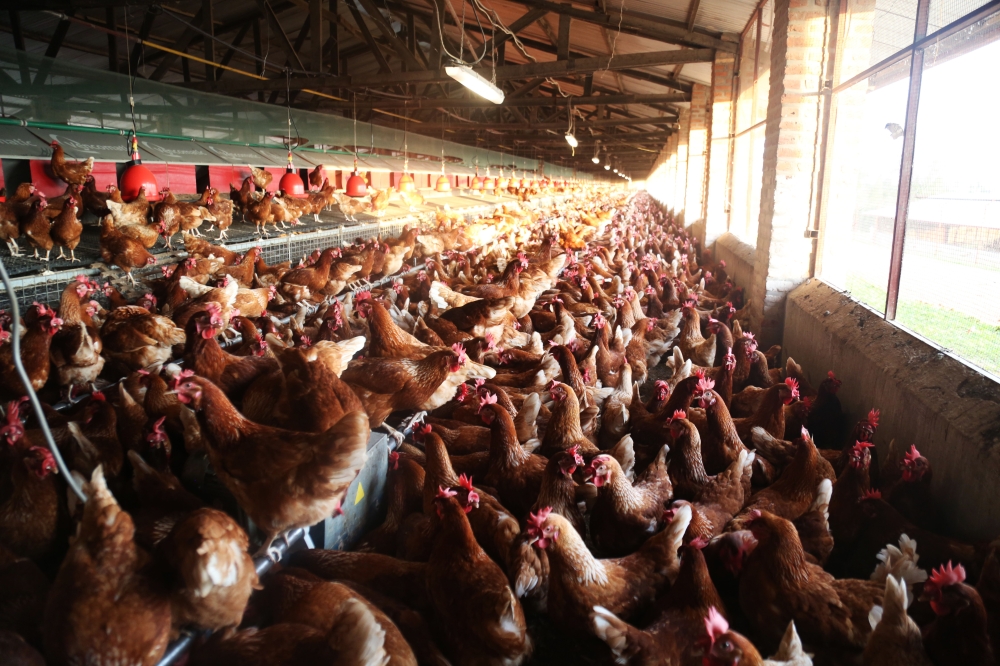 Thousands of layers at a poultry farm in Bugesera District. So far, feed for layers now costs Rwf560 a kilogram, an increase of about 65 per cent, from Rwf340. Photo by Sam Ngendahimana. Thousands of layers at a poultry farm in Bugesera District. So far, feed for layers now costs Rwf560 a kilogram, an increase of about 65 per cent, from Rwf340. Photo by Sam Ngendahimana.