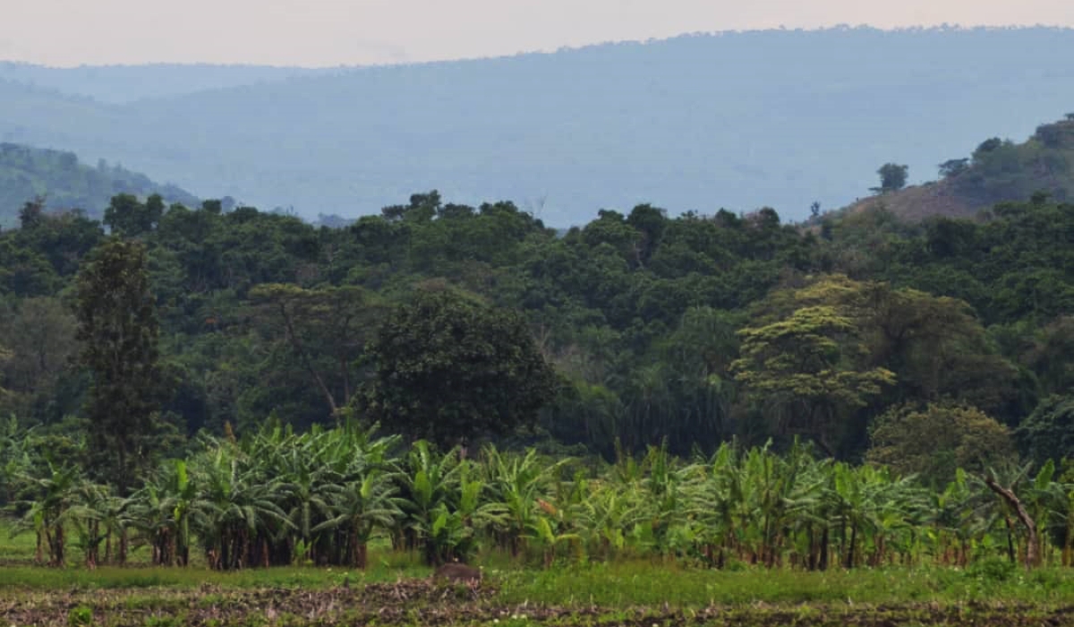 The newly restored Ibanda-Makera forest, a 169-hectare natural forest of varied natural trees in a marshland connected to River Akagera. / Photo: Courtesy