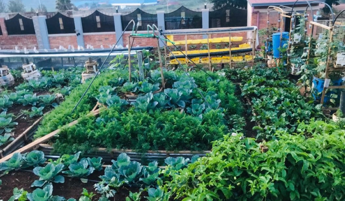  One of the food gardens Kabagambe established in Masaka, in Kigali .
