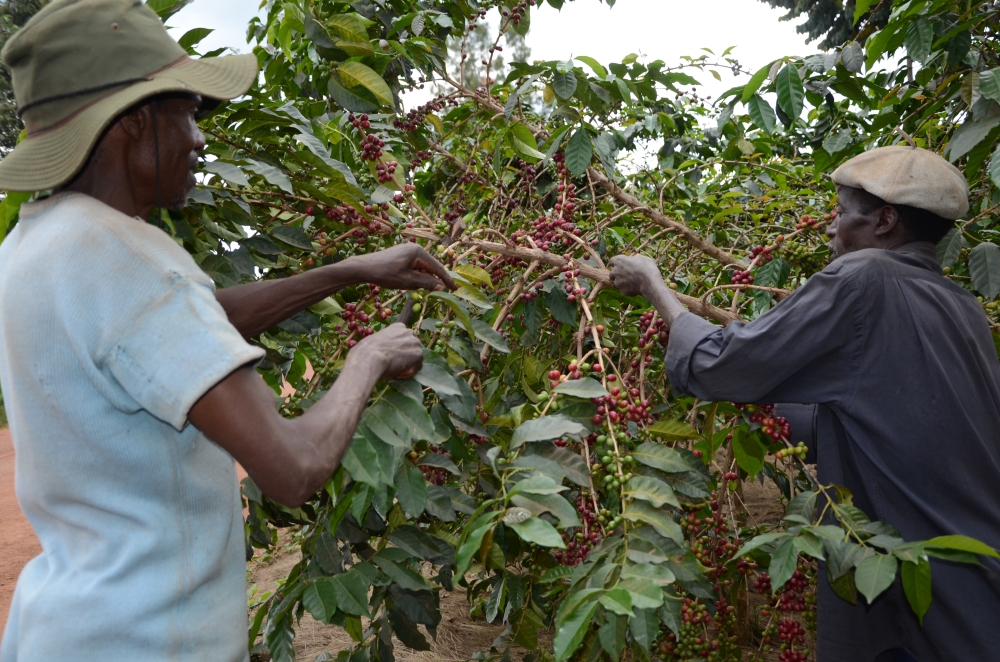 Coffee farmers harvest fresh coffee. Coffee producing companies and farmers in Western Province are requesting for more seedlings for an ongoing replacement program of the aging coffee trees. / Sam Ngendahimana
