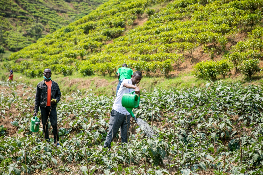 Men watering gardens to boost productivity. FAO officials say Social protection has a critical role to play in boosting productivity, improving food and nutrition security. All photos: Olivier Mugwiza.