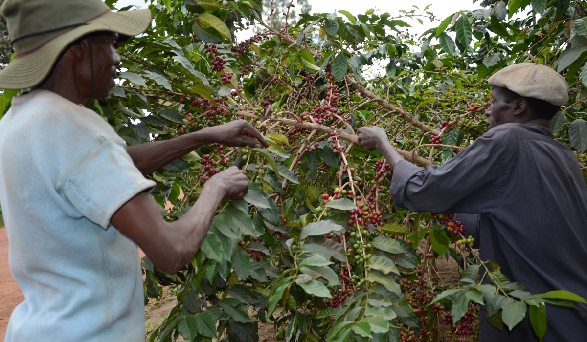 Coffee farmers harvest fresh coffee. Coffee producing companies and farmers in Western Province are requesting for more seedlings for an ongoing replacement program of the aging coffee trees. / Sam Ngendahimana