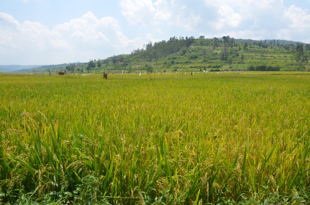 A landscape picture of Mukunguri rice plantation in Kamonyi District. Rwanda is set to increase the scale of land on which rice is grown by 5,000 hectares to intensify production. Photo by Sam Ngendahimana 