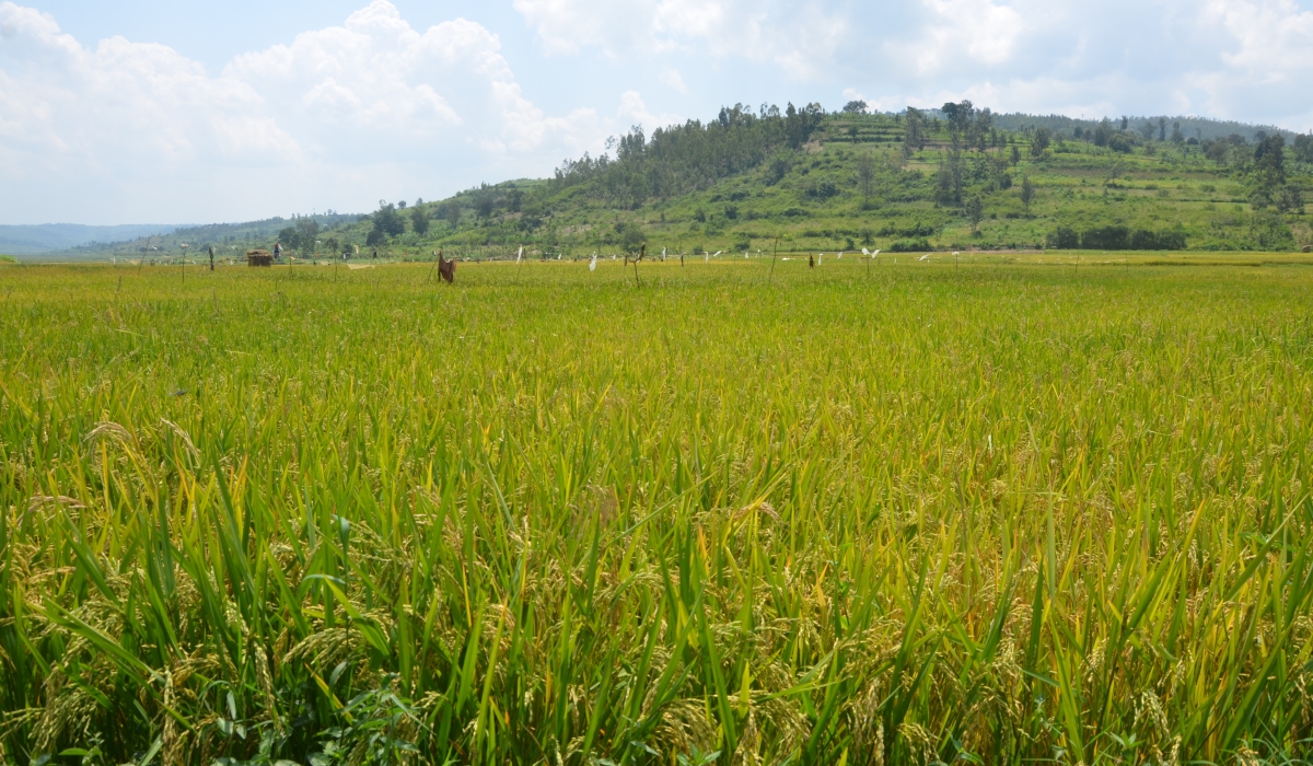 A landscape picture of Mukunguri rice plantation in Kamonyi District. Rwanda is set to increase the scale of land on which rice is grown by 5,000 hectares to intensify production. Photo by Sam Ngendahimana 