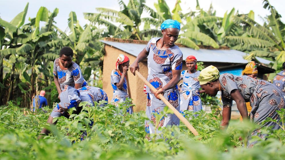 Women in Tuzamurane cooperative work in their potato plantation in rural area of Muko in Musanze District. Sam Ngendahimana