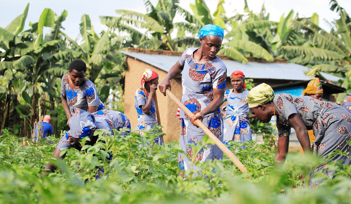 Women in Tuzamurane cooperative work in their potato plantation in rural area of Muko in Musanze District. Sam Ngendahimana