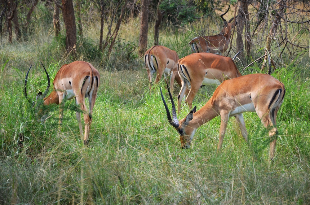 Some Impala at Akagera National Park. According to the new report, the world has recorded an average 69 per cent decline in global wildlife populations between 1970 and 2018. Photo: Sam Ngendahimana.