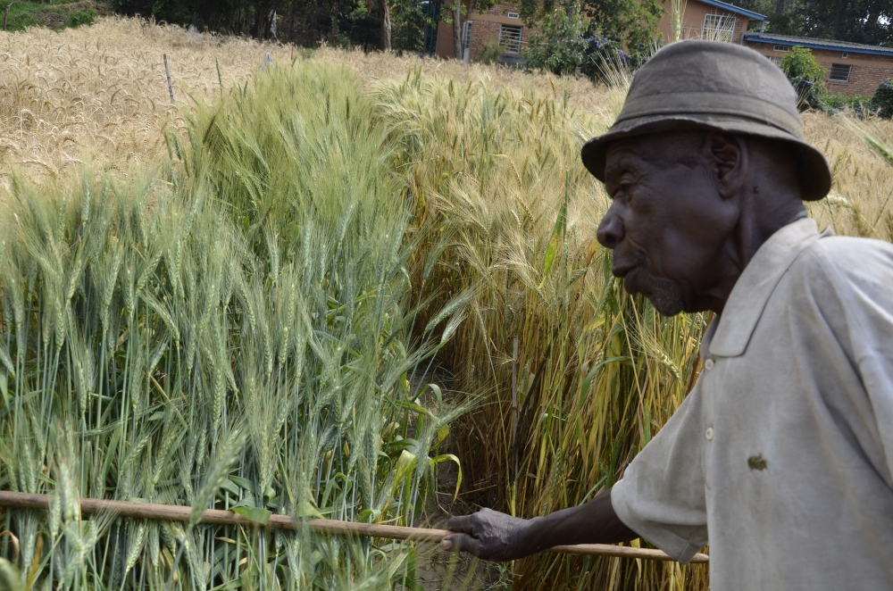 A farmer in his wheat plantation in Burera District. According to Janvier Gasasira, an investor who took over the factory through auction, at least $10 million are needed in financing to revive and upgrade the wheat processing facility. Photo: Sam Ngendahimana.