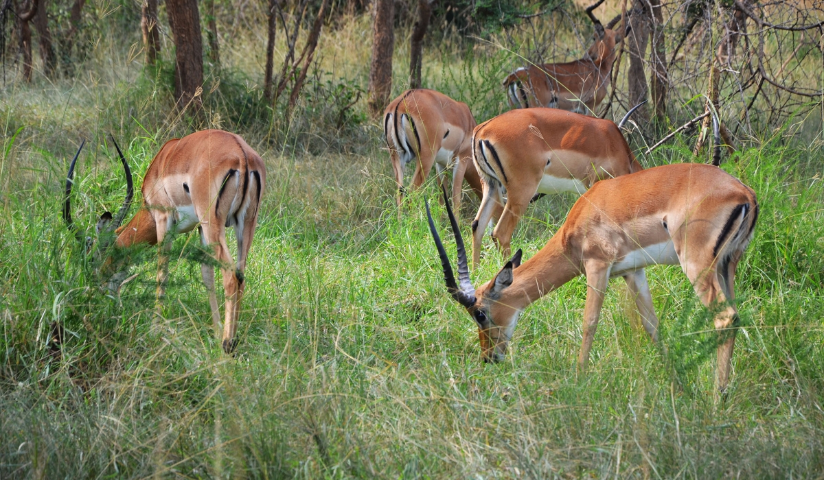 Some Impala at Akagera National Park. According to the new report, the world has recorded an average 69 per cent decline in global wildlife populations between 1970 and 2018. Photo: Sam Ngendahimana.