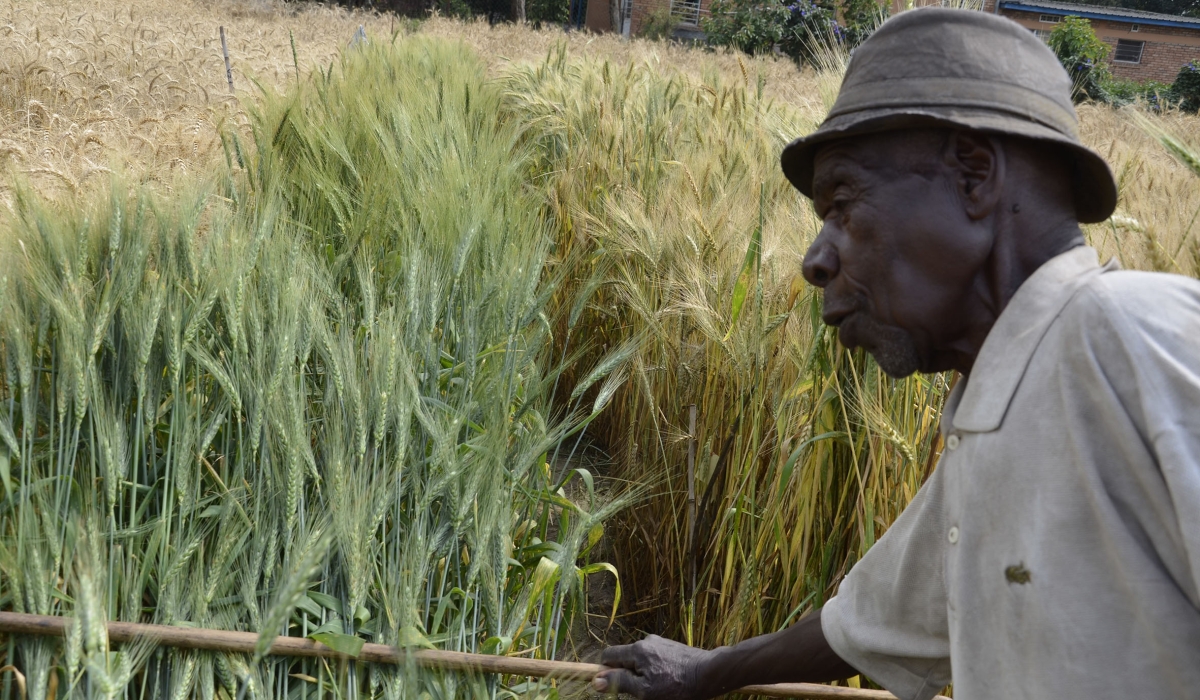 A farmer in his wheat plantation in Burera District. According to Janvier Gasasira, an investor who took over the factory through auction, at least $10 million are needed in financing to revive and upgrade the wheat processing facility. Photo: Sam Ngendahimana.
