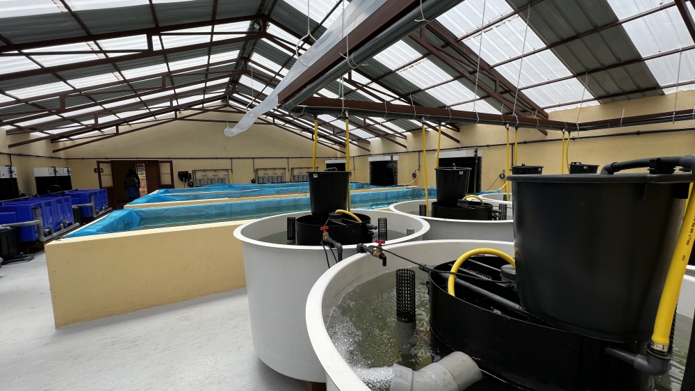 Gishanda Fish Farm that is equipped with the latest recirculating aquaculture system was inaugurated on Wednesday, October 18. All photos: Courtesy.