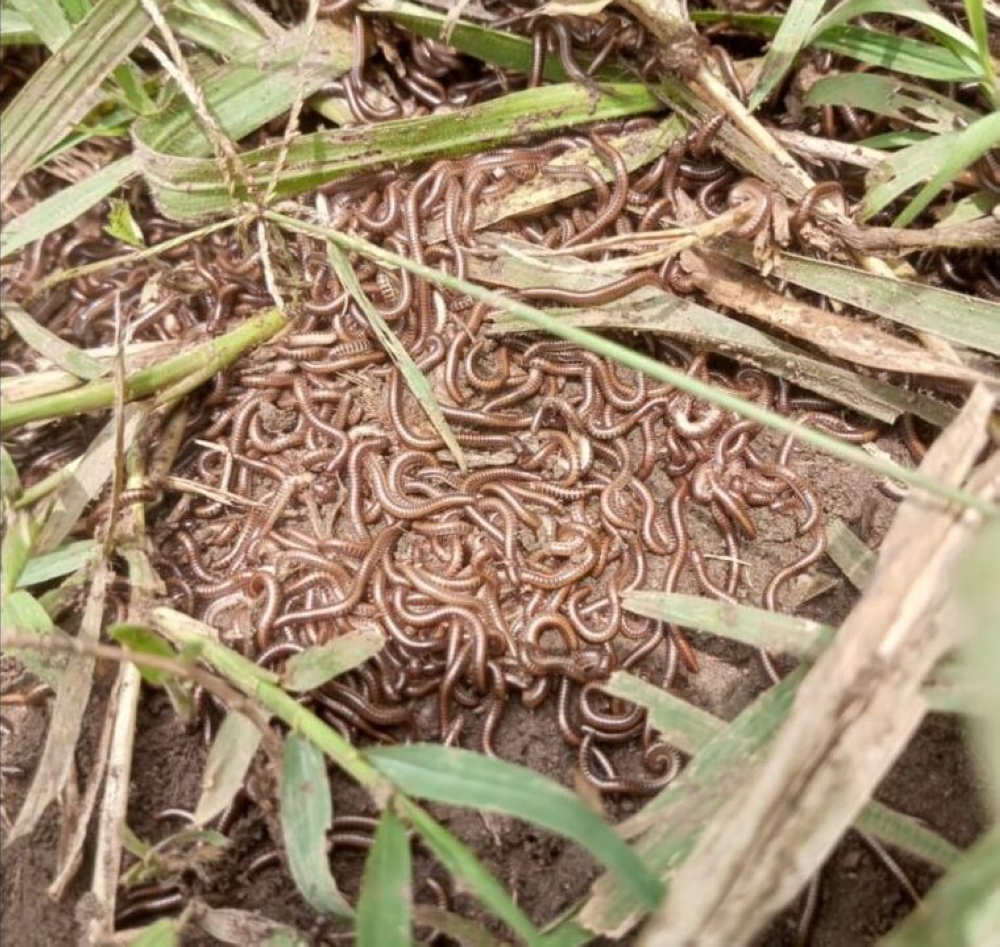 The pests, locally known as Mukondowinyana, were reported in 8 sectors of Gatsibo District.
Photo: Courtesy