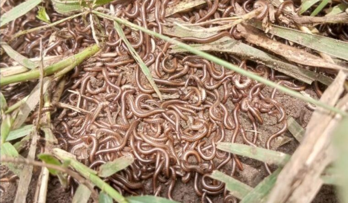 The pests, locally known as Mukondowinyana, were reported in 8 sectors of Gatsibo District.
Photo: Courtesy