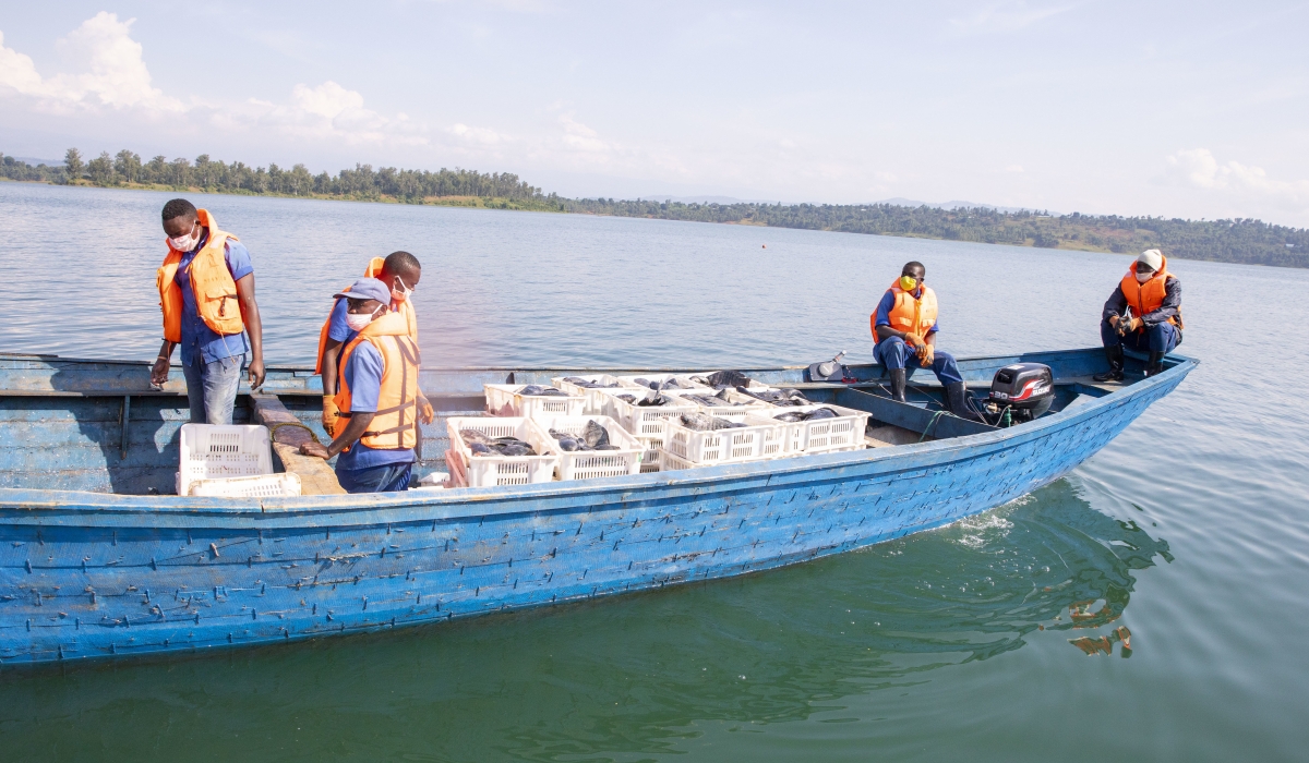 Fishermen during fishing activities in Lake Kivu. Fish production in Lake Kivu decreased from 24,199 tonnes in 2017-2018  to 16,194 tonnes in the 2019-2020 fiscal year. Courtesy