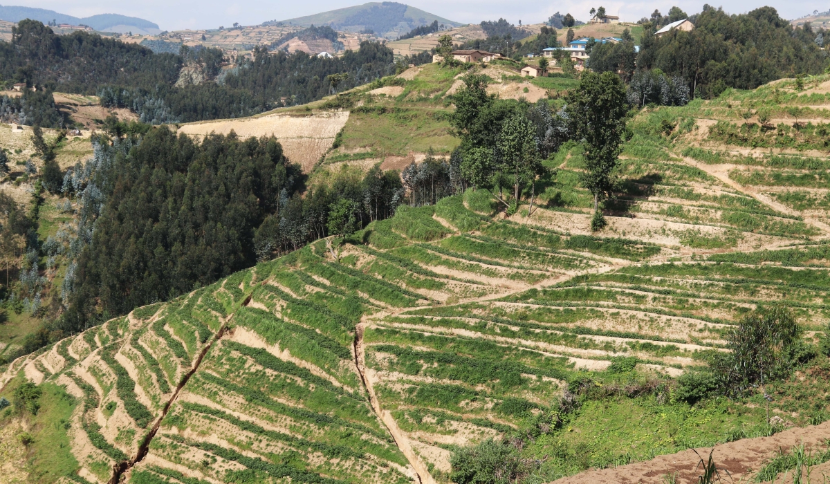 WFP constructs terraces on hillslopes to create land for agriculture and increase food production. The harvest on terraced land increased by more than
double. Photo: WFP-John Paul Sesonga.
